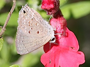 Mallow Scrub-Hairstreak